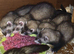 Ferret Kits Available Now