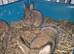 5 Agouti colored Netherland Dwarf Rabbits