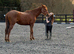 Stunning Chestnut 16.1 mare