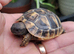 2026 Hatched Hermanns Tortoises For Sale