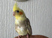 Hand tame baby cockatiel