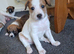 Jack Russell whippet x golden doodle