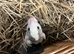 Dumbo X Rex rats
