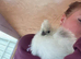 One silkie left