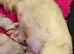 Fluffy pink French bulldog female