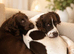 Bonnie&Benji