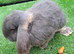 Gorgeous Giant French Lop for STUD ONLY  :) fully vaccinated and health checked :)