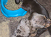 miniature dachshund pups