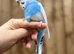 Budgies