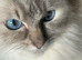 stunning rare lilac tortie female 17 months old