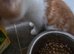 4 ginger & white kittens