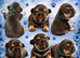 Health tested parents stunning kc registered french bulldog puppies