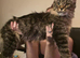 Tica registered mainecoons