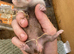 Ready start of July ferrets