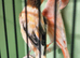 Harqulien pair