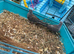 2 diamond dove