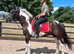 4 year old 14.3hh Cob X