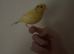 a hand tame canary