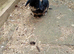 Gorgeous friendly adult female mini lops