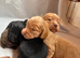 Stunning working cocker spaniel puppies