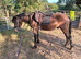 Beautiful project to mould into the perfect pony