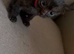 Pure pedigree bengal kittens