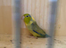 Male Parrotlet
