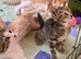 Gorgeous kittens! Ready Now!
