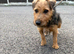 Jack Russel x Lakeland terrier