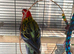 Rosellas breeding pair