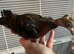 2 hand reared Archangel pigeons