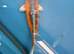 80CM KIN KIKOKURYU