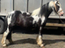 Painted Project