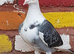 Saddle racing pigeons for sale