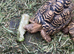 Male Leopard tortoises  8 years old.