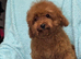 Adorable Asian red toy poodles