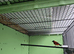 Black hooded red siskin