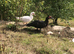 Young unrelated muscovy trio
