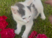3 gorgeous grey, white & black Calico kittens