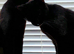 2 Male  cats