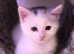 Kittens for sell