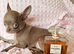 Tiny Stunningly Beautiful Solid Lilac Chihuahua Girl