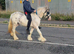 Red Blagdon spotted mare to finish 14hh