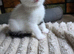 Gorgeous kittens ready to reserve