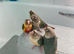 Hand tame Green Cheek Conures