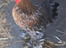 Pekin bantam cockerels