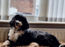 1 beautiful girl tibetan terrier puppies