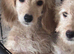 Health clear vax and chipped puppies ready now