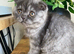 Scottish fold male and female