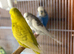 8 budgies looking for new home